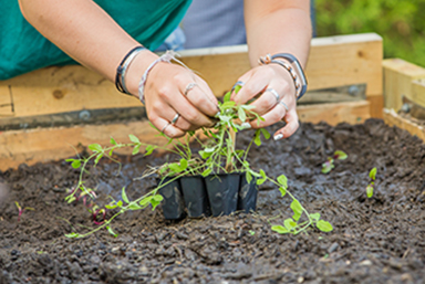 A closeup photo of a student preparing a plant to be sown