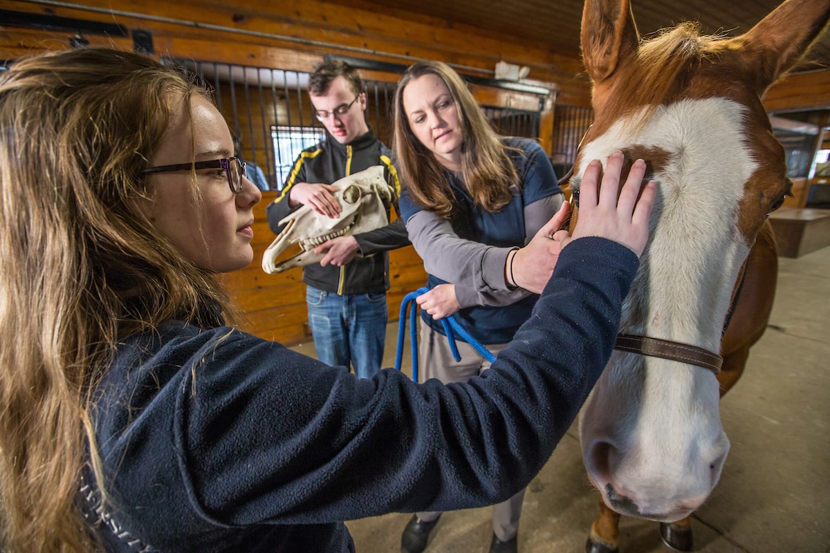 JWU Academics: Equine Studies