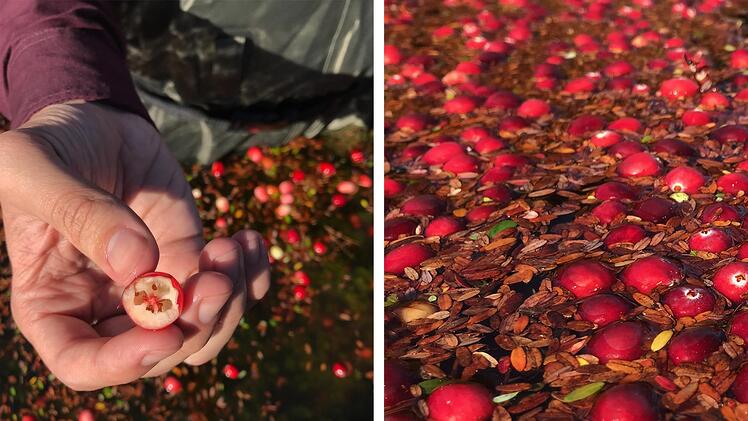 ADTEAM members explore cranberry bog