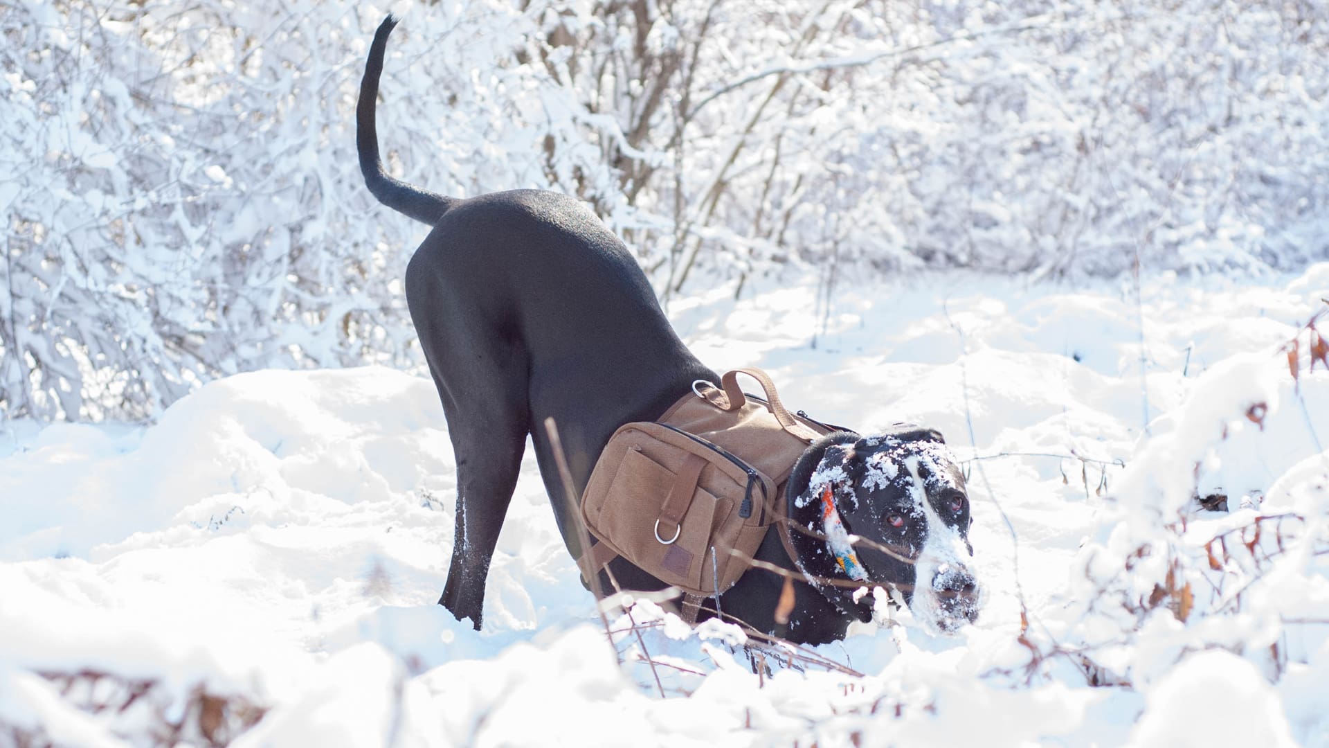  Student Samantha Lindsay’s dog, Maggie, playing in the snow in Roger Williams Park in Providence, RI