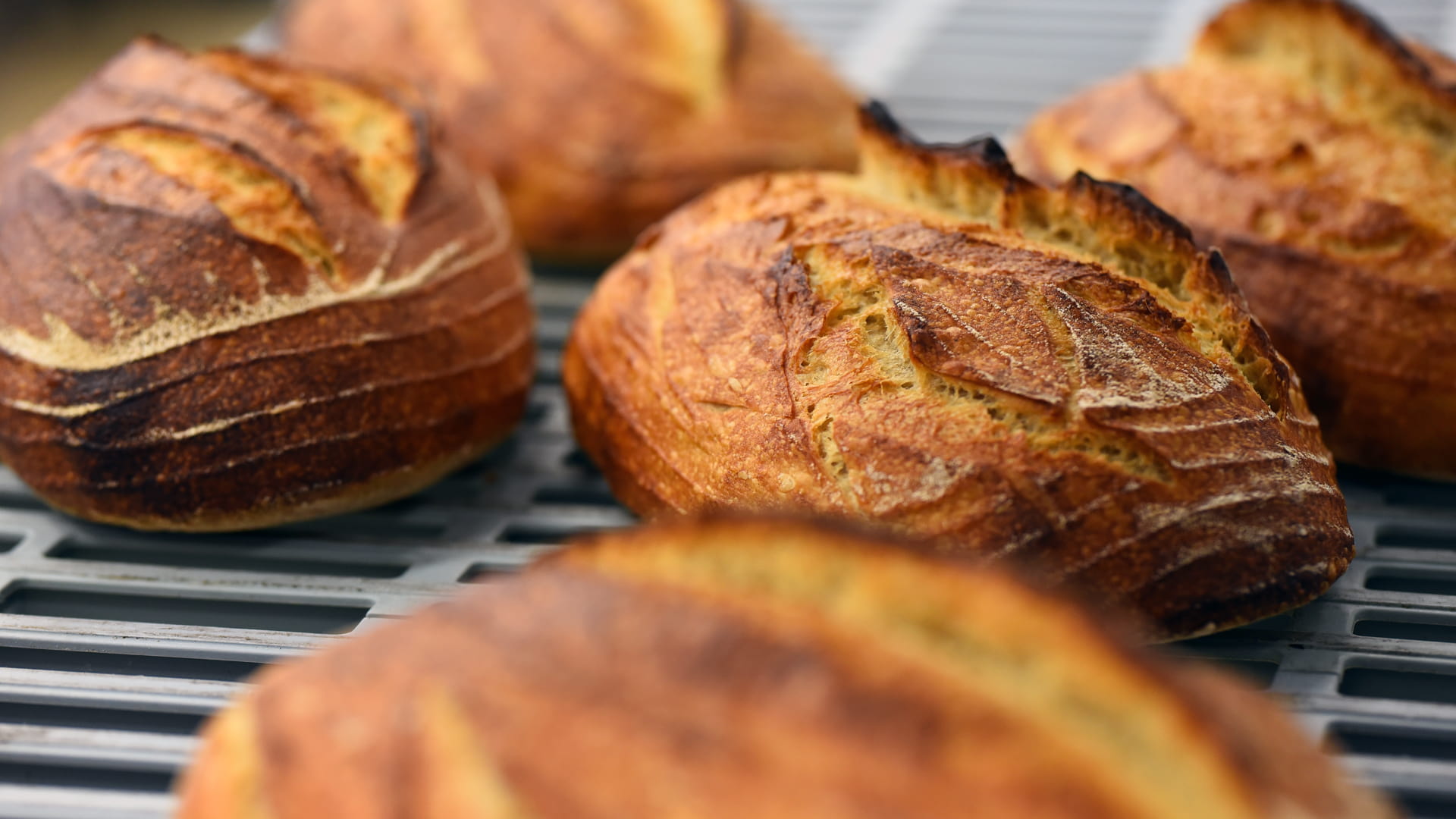 Finished sourdough loaves at the Charlotte Bread Symposium.