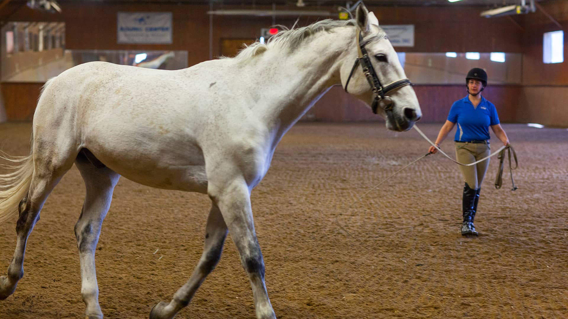 Horse in the ring.