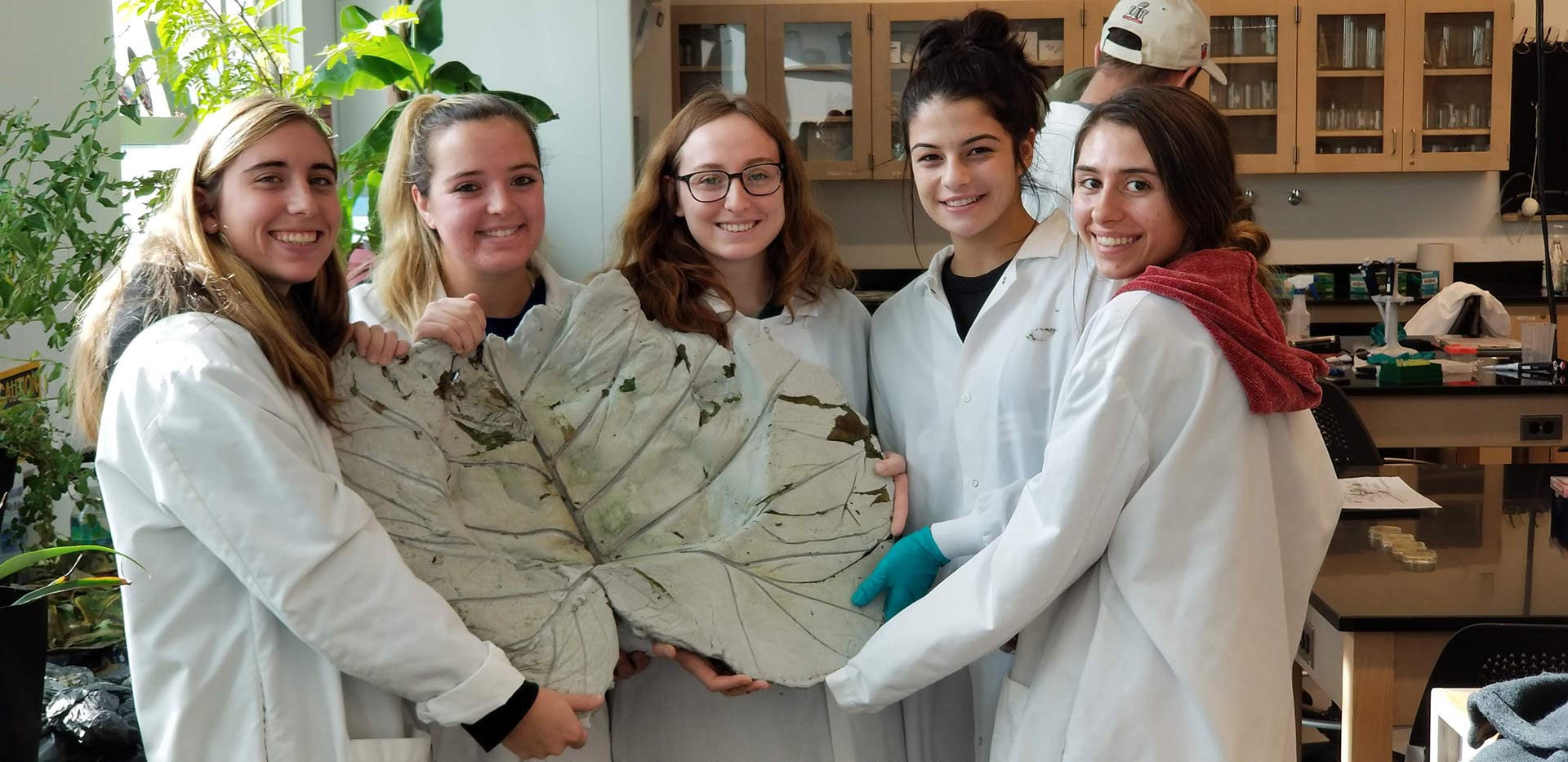 Elephant ear