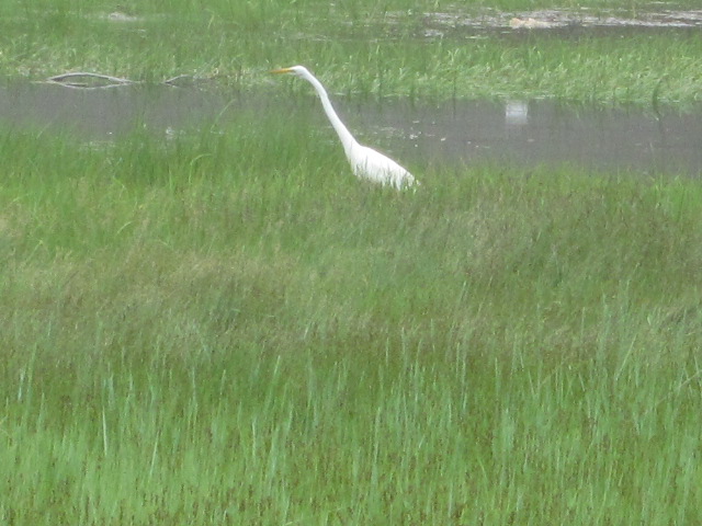 Maine Marshes