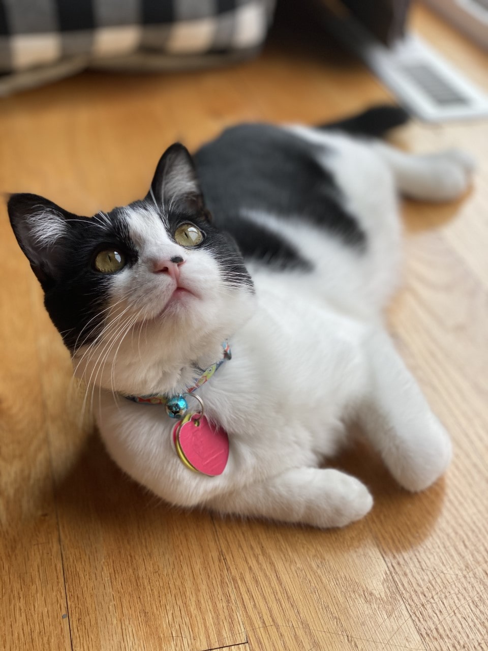 black and white cat