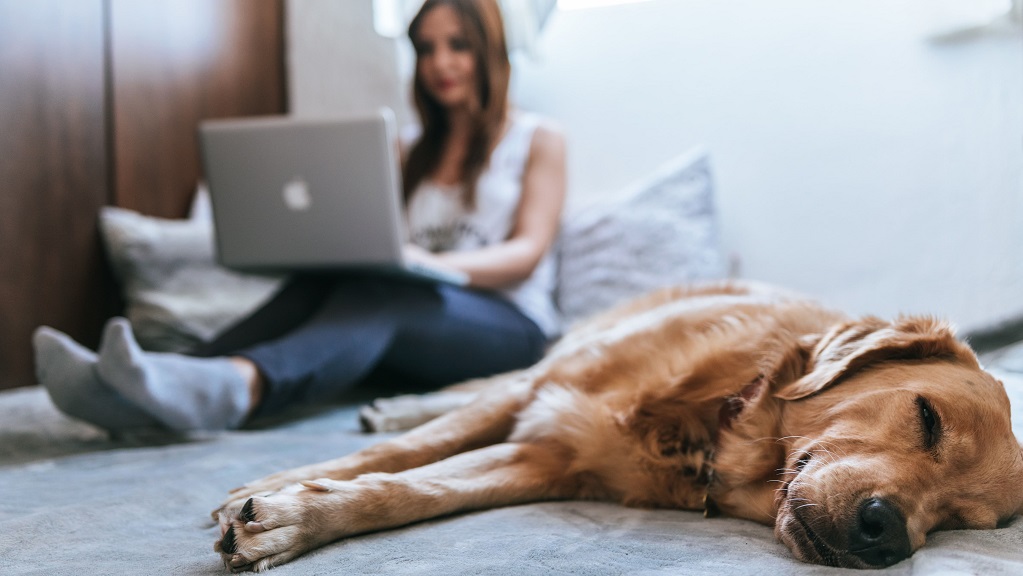 Woman with laptop in background; golden retriever in front on floor.