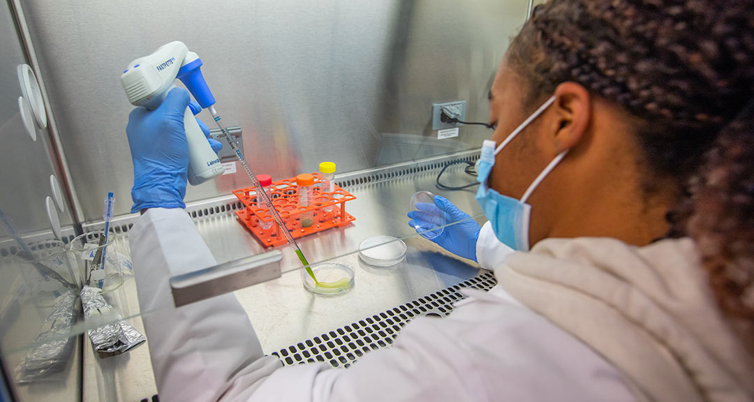 Kimberly Sacaza ’23 studying the cell growth of Physcomitrella patens 