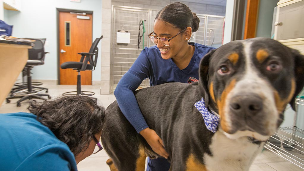 Kiana Almestica '20 in action interning at Warwick Animal Hospital