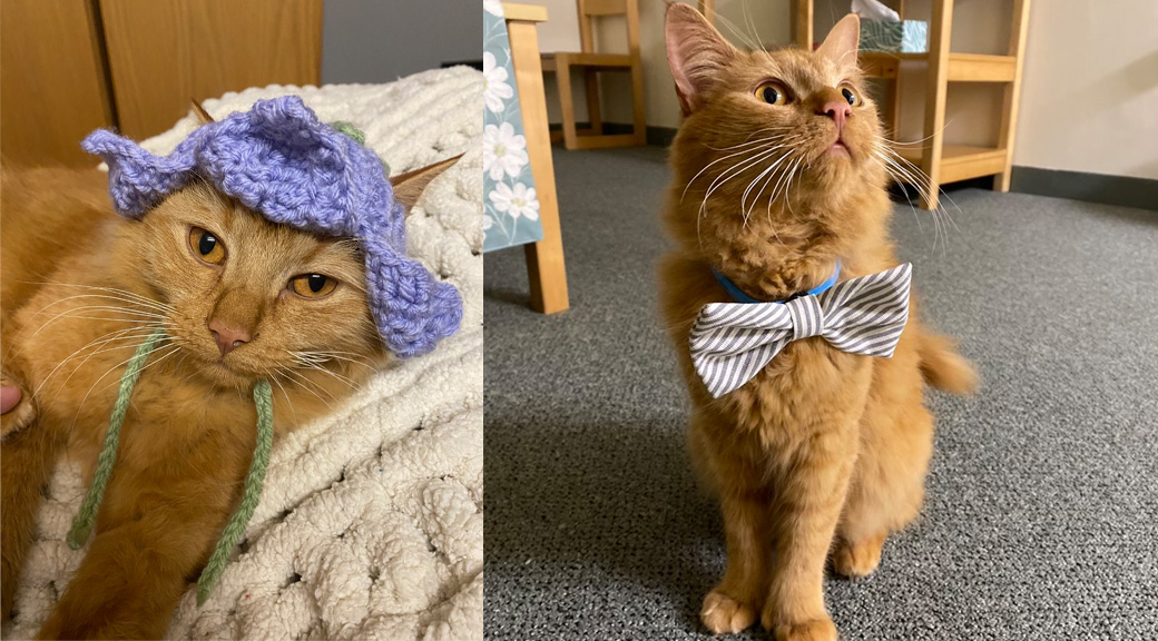 Orange cat wearing bowtie and hat