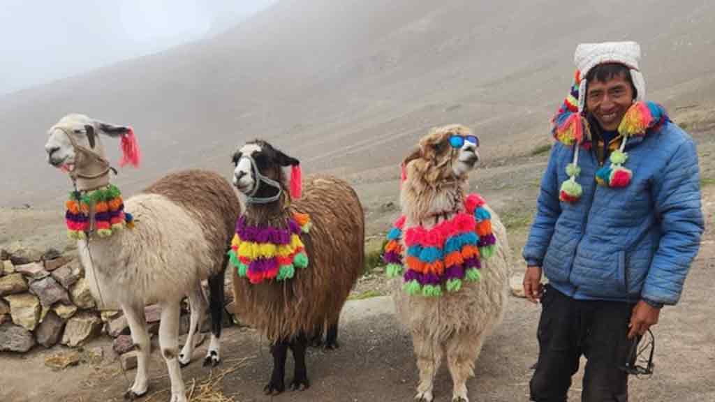 Alpacas with their owner on the top of the Rainbow Mountain range 