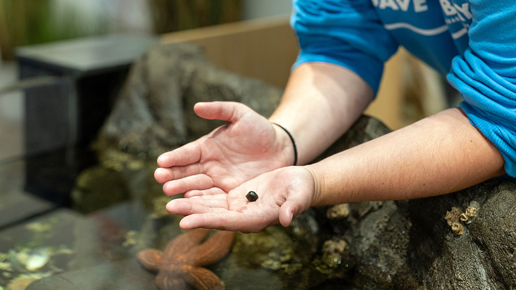 Close-up shot of Hailey Sangillo '27 hands holding a sea snail
